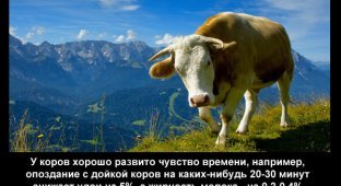 Интересные факты о коровах (5 фото)