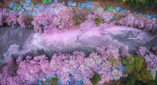 16 волшебных фотографий весеннего цветения в Японии от National Geografic (16 фото)