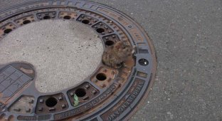 Пожарные спасли крысу, застрявшую в канализационном люке (4 фото + 1 видео)