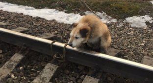 Ради спасения привязанной к рельсам собаки машинист остановил поезд у станции Антропшино (3 фото)