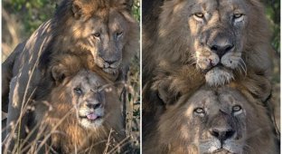 В кенийском заповеднике сфотографировали львов-гомосексуалистов (7 фото)