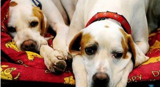 Крафтс 2011: самая большая выставка собак в Британии (18 фото)