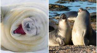 Смеющиеся тюлени - лекарство от любой хандры! (31 фото)