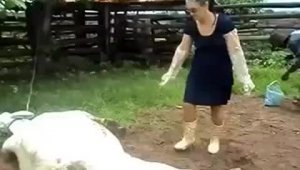 Женщина гладит спящую корову (жесть)