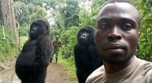 Работники заповедника в Конго сделали селфи с гориллами (4 фото)