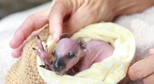 Австралийка выхаживает новорождённого кенгурёнка (3 фото)