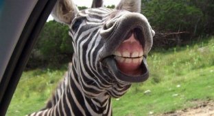 Самая популярная зебра Инетрнета (6 фото)