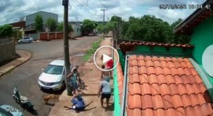 Погоня дворовых псов закончилась опрокидыванием прохожего в Бразилии