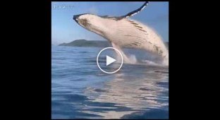 Прыжок горбатого кита застал врасплох туристов