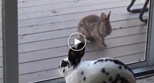 Домашний кролик в раскраске далматинца, привлек внимание диких кроликов