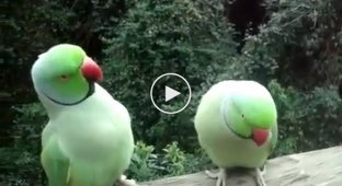 Двое попугаев сидят на балконе и болтают