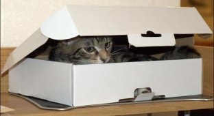 Два кота и всего лишь одна коробка (4 фото)