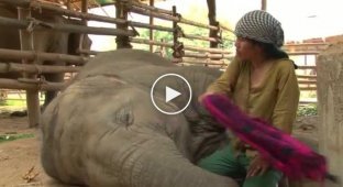 В парке Чианг Май, женщина Лек поет колыбельную слону