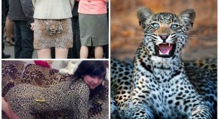 Леопарды в естественной среде обитания (20 фото)
