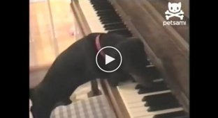 Еще одна музыкальная собачка