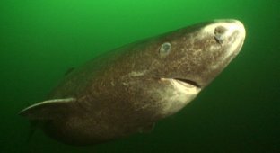 Гренландская акула - самое долгоживущее животное на планете (8 фото + 2 видео)