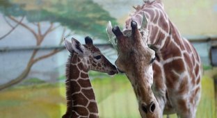 В Калининградском зоопарке родился жирафенок (15 фото)