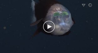 Рыба-бочкоглаз с прозрачным лбом, похожая на инопланетное существо