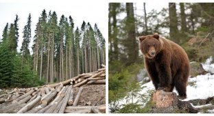В Томской области медведь задрал мужчину, занимавшегося вырубкой леса (3 фото + 1 видео)