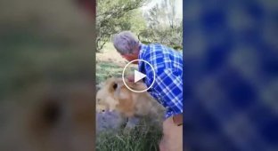 Мужчина чуть не лишился руки, пытаясь погладить львицу