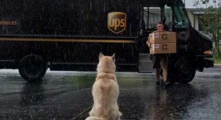 Лучший друг по переписке: как собаки встречают американских почтальонов (15 фото)
