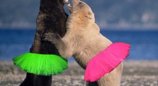 Жестокий бой медведей Гризли (7 фото)