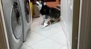 Реакция собаки на теннисные мячики в сушильной машине