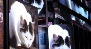 В Нью-Йорке на площади Таймс-сквер каждую февральскую ночь будут показывать видео с котом, лакающим молоко (4 фото + видео)