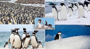 Невероятно очаровательные пингвины от фотографа, влюбленного в Антарктику (18 фото)