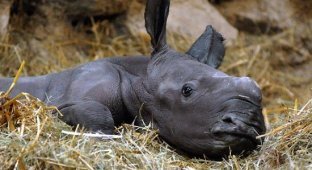 Детёныш носорога (4 фото)