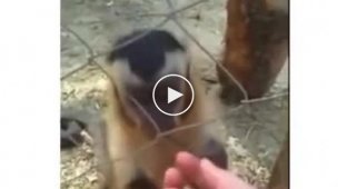 Маленькая обезьянка учит человека хрустеть сухими листиками