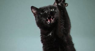 День защиты черных котиков - почему он появился в Италии, и что символизирует (2 гиф)