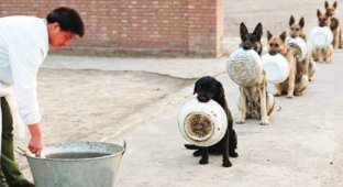 Собаки послушно стоят в очереди за едой