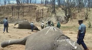 Недовольные зарплатой рейнджеры зверски изувечили слонов, которых призваны защищать (3 фото) (жесть)