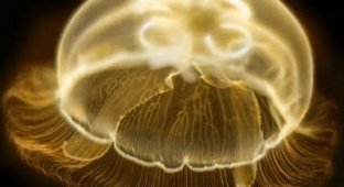 Восхитительные медузы (32 фотографии)