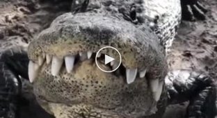 Крокодил рад видеть своего смотрителя