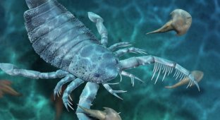 В Южно-Китайском море обнаружили морского скорпиона размером с собаку (3 фото)
