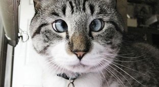 Самый милый косоглазый кот (6 фото)
