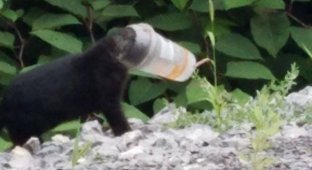 Люди увидели котенка,застрявшего в пластиковом стаканчике и решили ему помочь (9 фото)