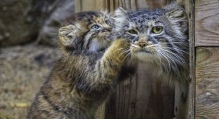 Удивительная история манулов из Новосибирска — хищников, которых выкормила домашняя кошка (7 фото)