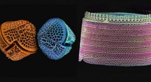 Диатомные кремневые водоросли под микроскопом (19 фото)
