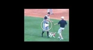Собачку выгуливают во время матча на бейсболе