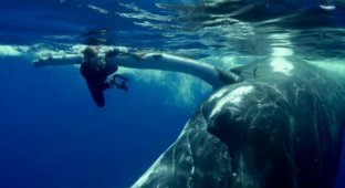 22-тонный кит спас дайвершу от акулы, спрятав ее под плавником (5 фото + 1 видео)