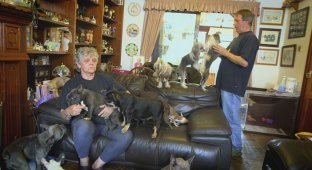 Семейная пара содержит дома 41 собаку (5 фото)