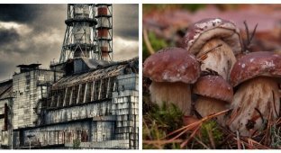 За сбор грибов в Чернобыле мужчинам грозит до 3 лет тюрьмы (3 фото)