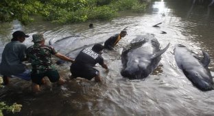 Десятки китов выбросились на берег в Индонезии (8 фото)