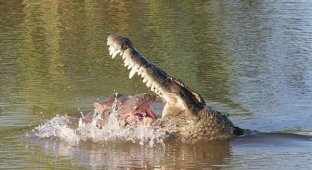 Смертельная схватка нильского крокодила с бегемотом