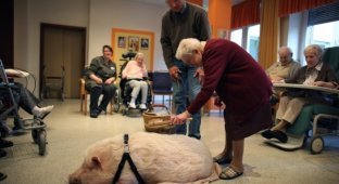 Дрессированная свинья помогает старикам (4 фото)
