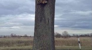 Необычный фотоприкол с деревом (3 фото)