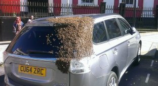 Рой пчёл два дня преследовал автомобиль, хозяин машины с трудом избавился от них (6 фото)
